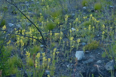 Pterygodium acutifolium