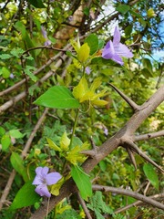Barleria gueinzii