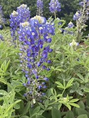 Lupinus texensis