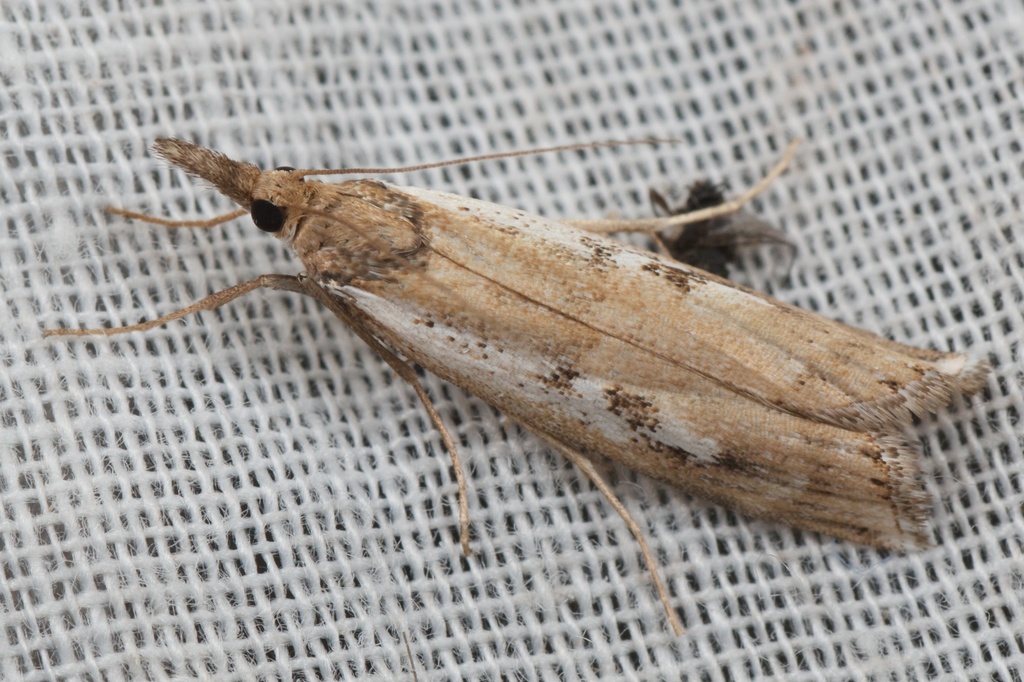 Orocrambus vulgaris