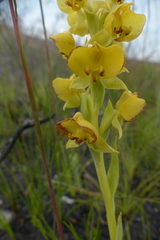 Pterygodium acutifolium