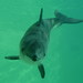 Harbour Porpoise - Photo (c) Ecomare/Salko de Wolf, some rights reserved (CC BY-SA)