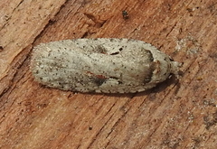 Agonopterix ocellana