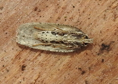 Agonopterix ocellana