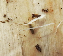 Entomobrya nivalis