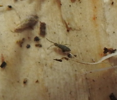 Entomobrya nivalis