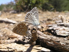 Polyommatus albicans