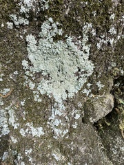 Flavoparmelia caperata