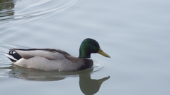 Anas platyrhynchos