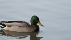 Anas platyrhynchos