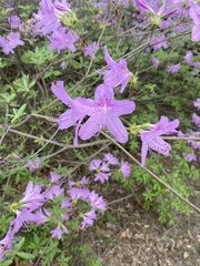 Rhododendron