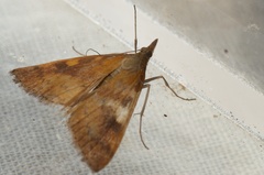 Udeini