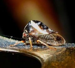 Smilia fasciata