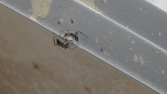 Camponotus