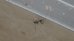 Camponotus