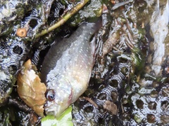 Enneacanthus gloriosus