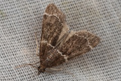 Eudonia leucogramma