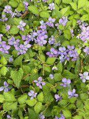 Viola sororia