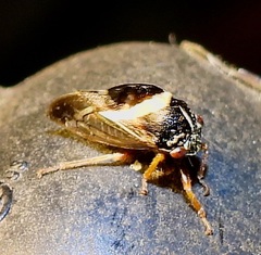 Smilia fasciata