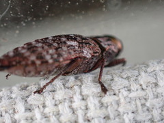 Dicerca tenebrosa knulli