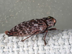 Dicerca tenebrosa knulli