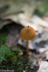 Entoloma salmoneum