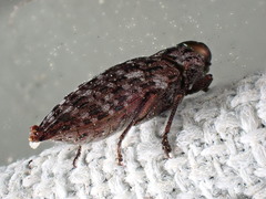 Dicerca tenebrosa knulli
