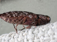 Dicerca tenebrosa knulli