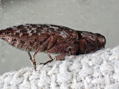 Dicerca tenebrosa knulli