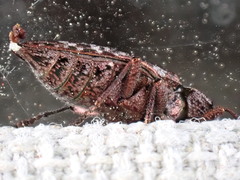 Dicerca tenebrosa knulli