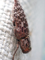 Dicerca tenebrosa knulli