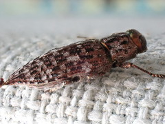 Dicerca tenebrosa knulli