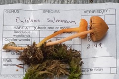 Entoloma salmoneum
