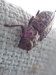 Dicerca tenebrosa knulli