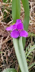Tradescantia ozarkana