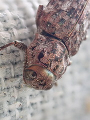 Dicerca tenebrosa knulli