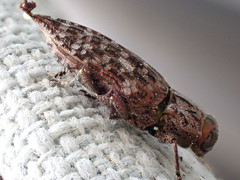 Dicerca tenebrosa knulli