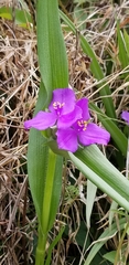 Tradescantia ozarkana