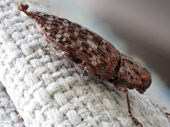 Dicerca tenebrosa knulli