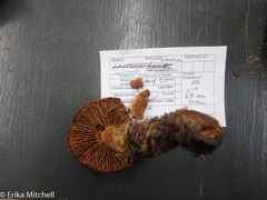 Aureonarius limonius