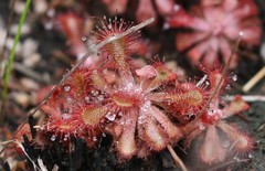 Drosera venusta