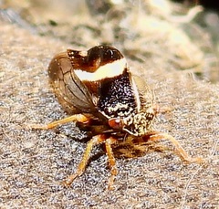 Smilia fasciata