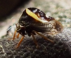 Smilia fasciata