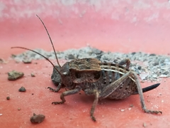 Pycnogaster