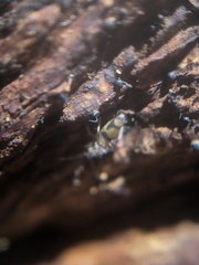 Entomobrya triangularis