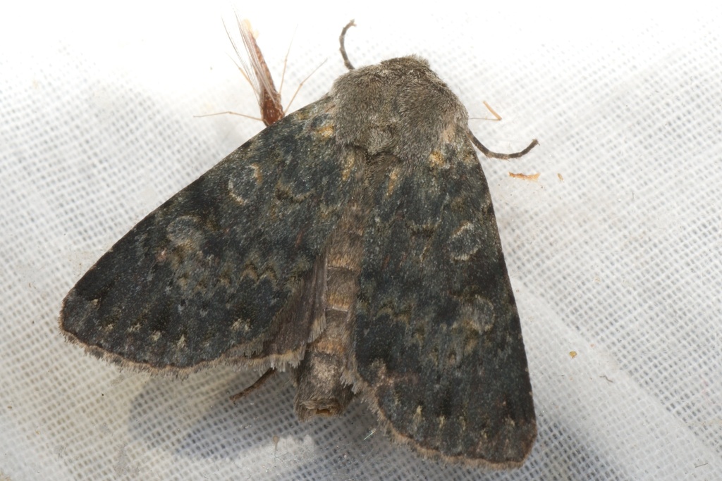 Greater Alpine Grey