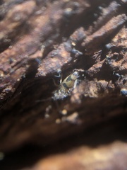 Entomobrya triangularis