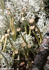 Cladonia maxima image