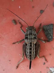 Pycnogaster