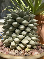 Ariocarpus retusus